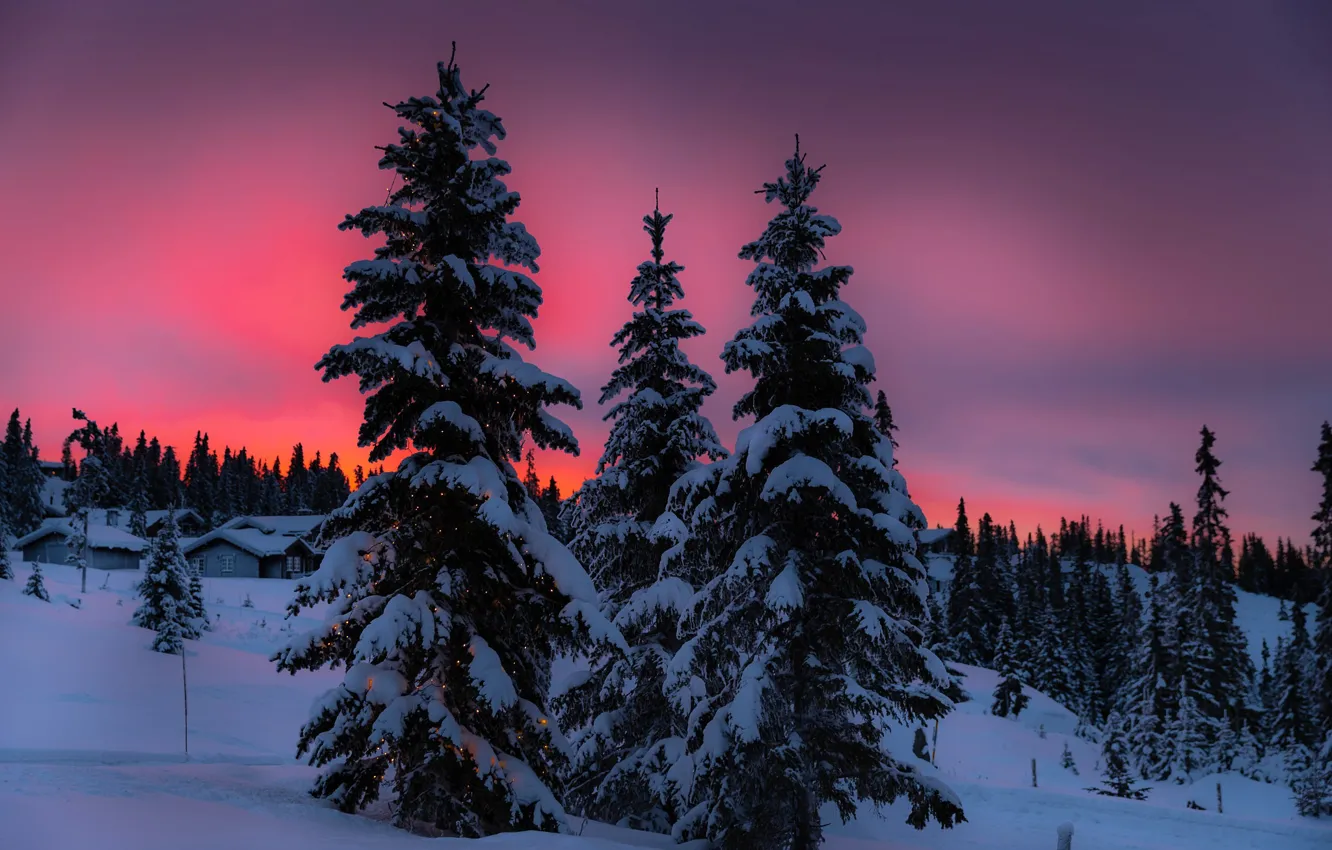 Фото обои зима, небо, елки, вечер, гирлянда