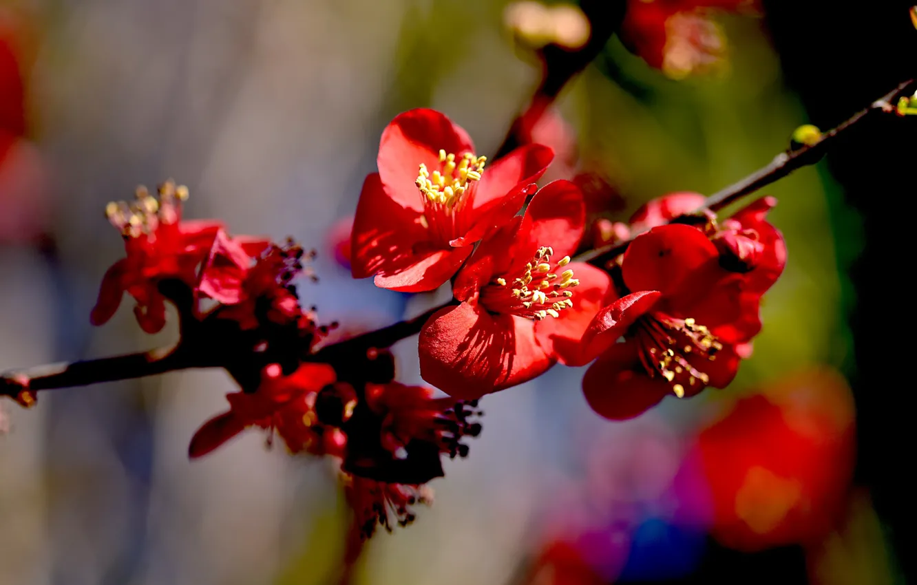 Фото обои весна, цветение, цветки, айва японская