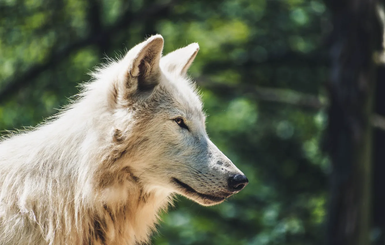 Фото обои nature, predator, animal, wolf, wildlife, arctic wolf, portrait., Canis lupus. face • wolf • portrait …