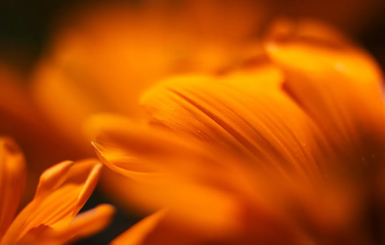 Фото обои цветок, макро, оранжевый, macro, Mandarine