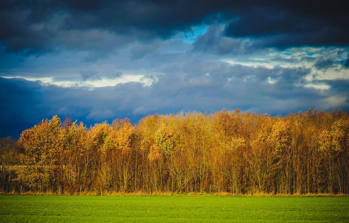 Фото обои поле, осень, лес, небо, деревья, тучи