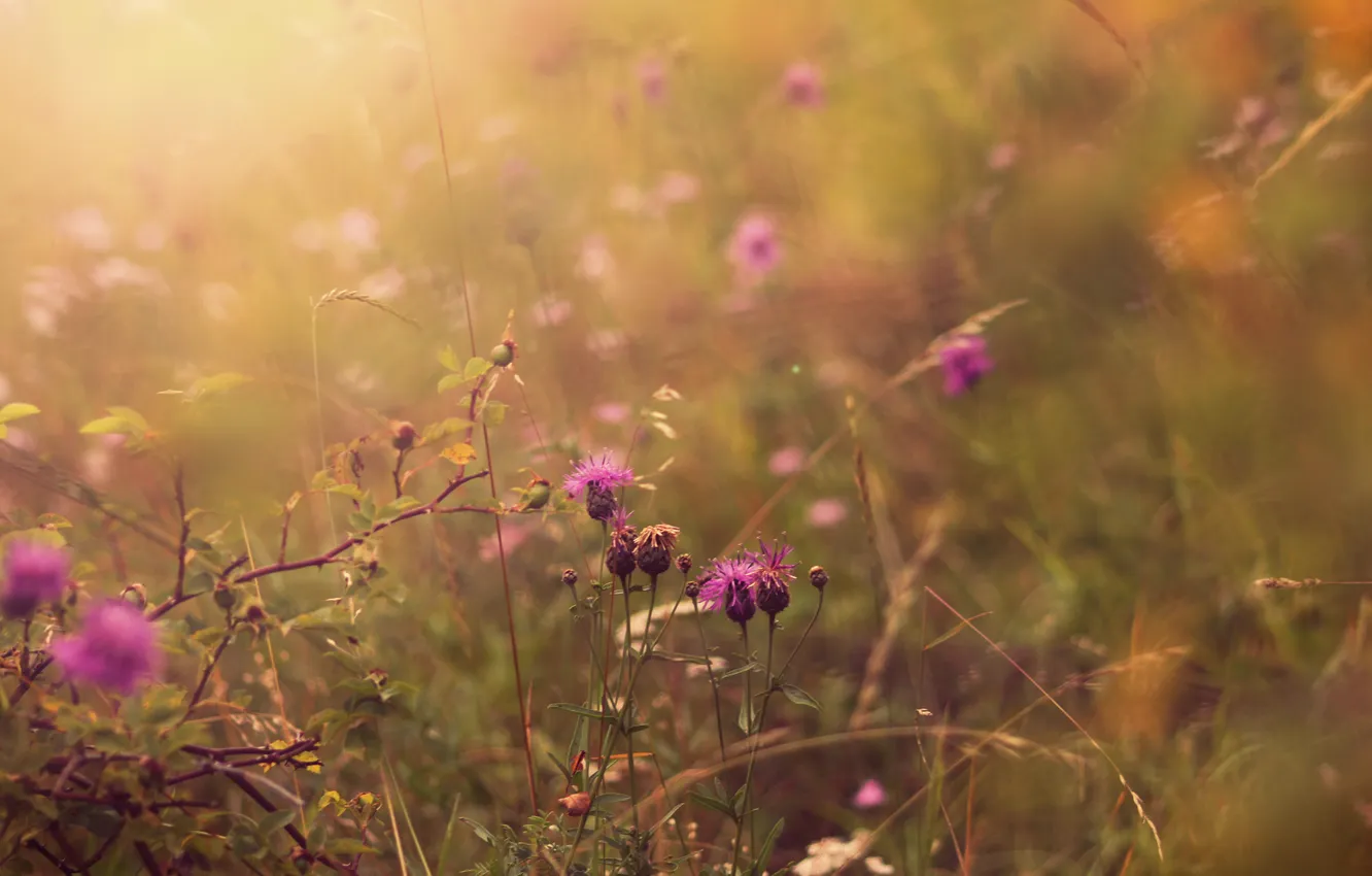 Фото обои лето, трава, свет, цветы, природа, поляна, цвет, растения