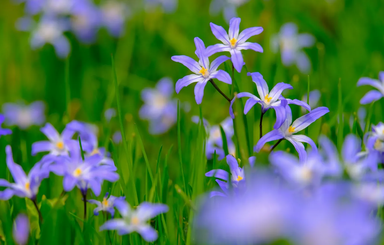 Фото обои цветы, весна, голубые, первоцветы, боке, хионодокса