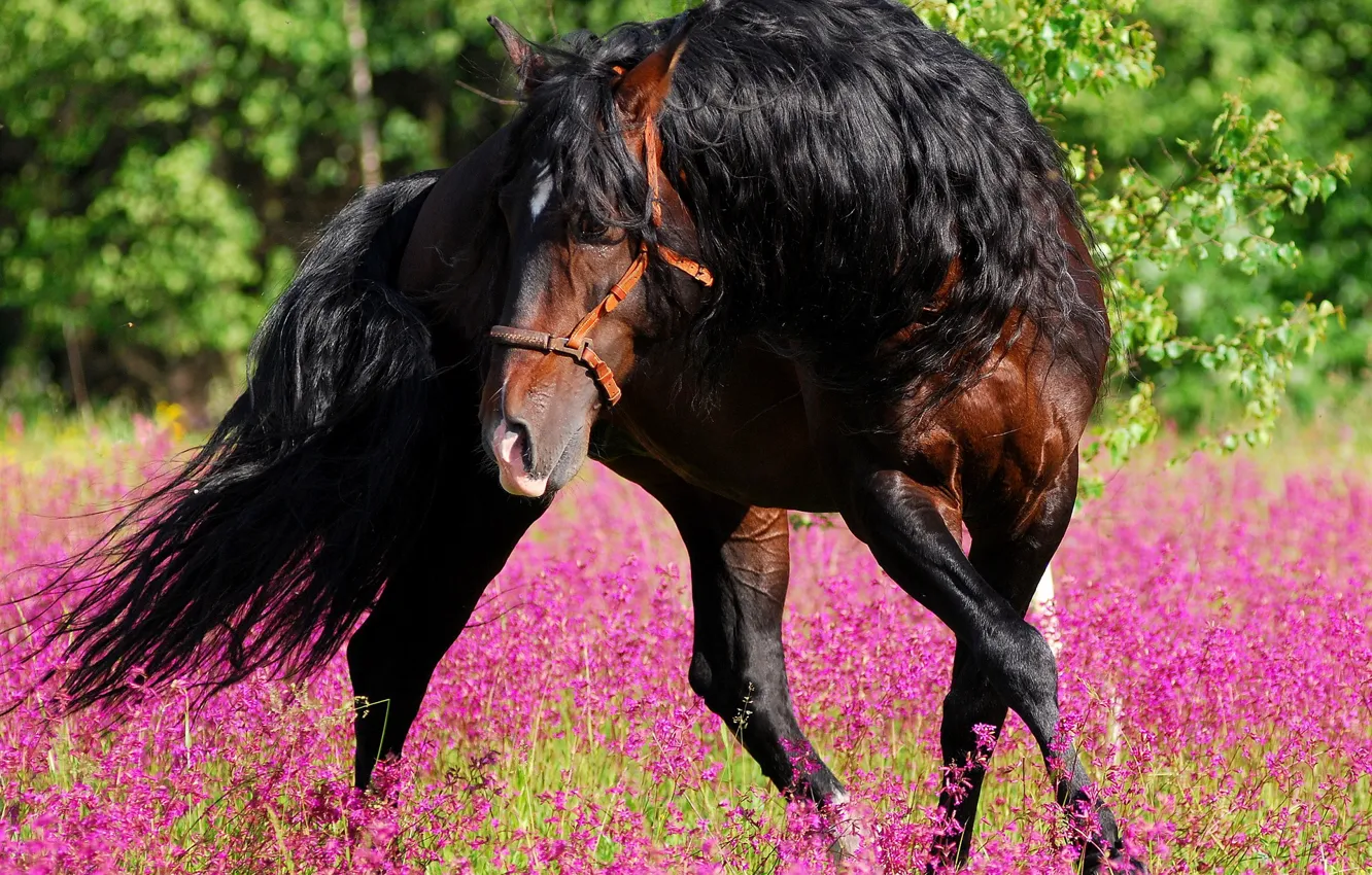 Фото обои цветы, природа, конь, танец