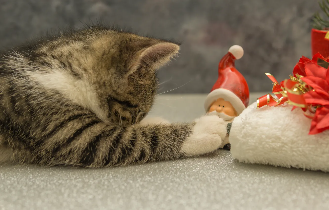 Фото обои кошка, поза, котенок, серый, фон, подарок, игрушка, игра