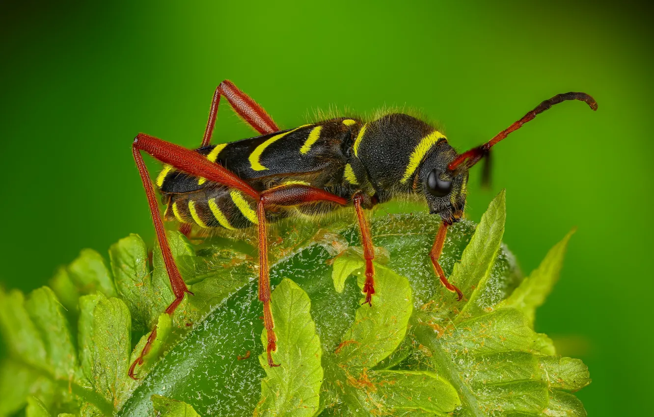 Фото обои макро, жук, насекомое