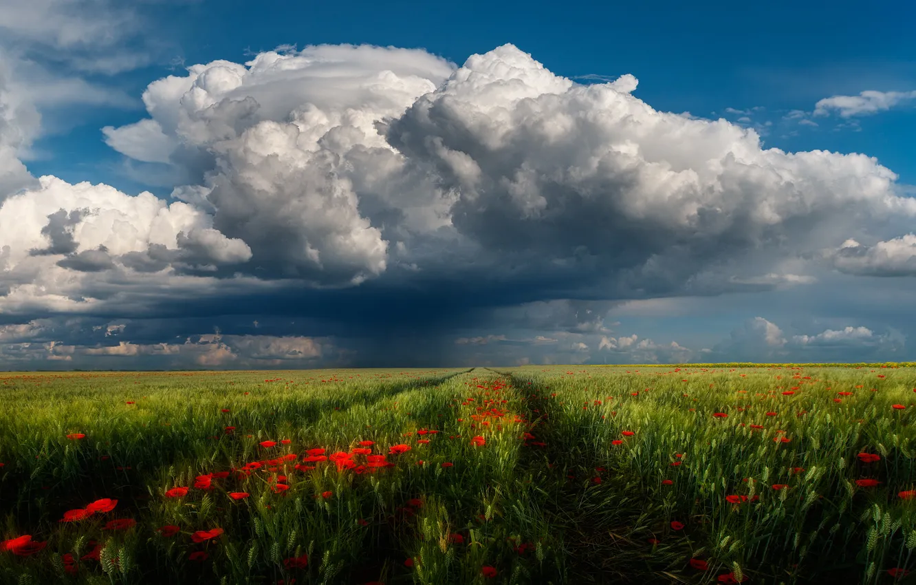 Фото обои поле, лето, небо, цветы, природа, вид, маки, даль