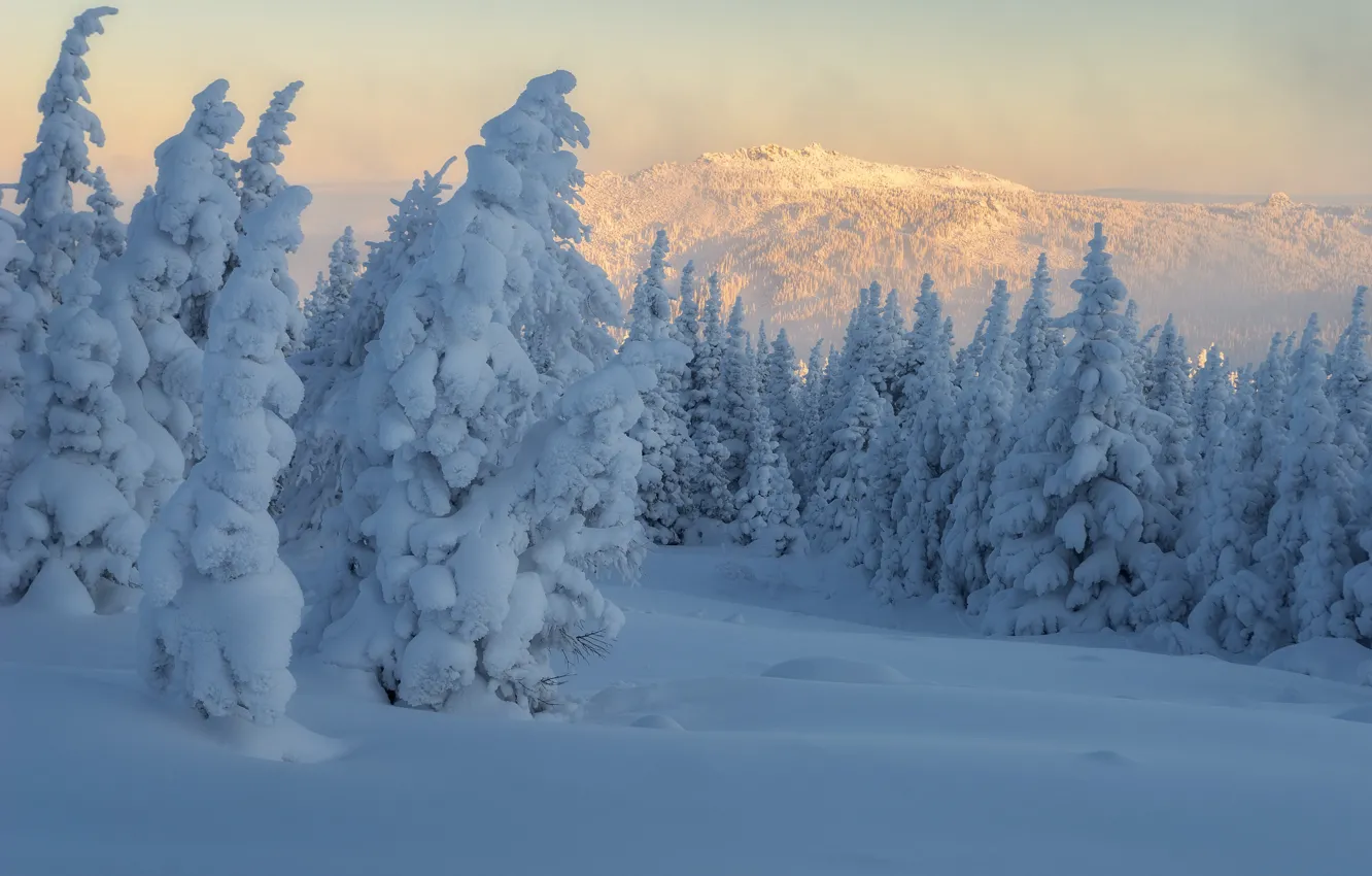 Фото обои зима, лес, снег, деревья, пейзаж, горы, природа, утро