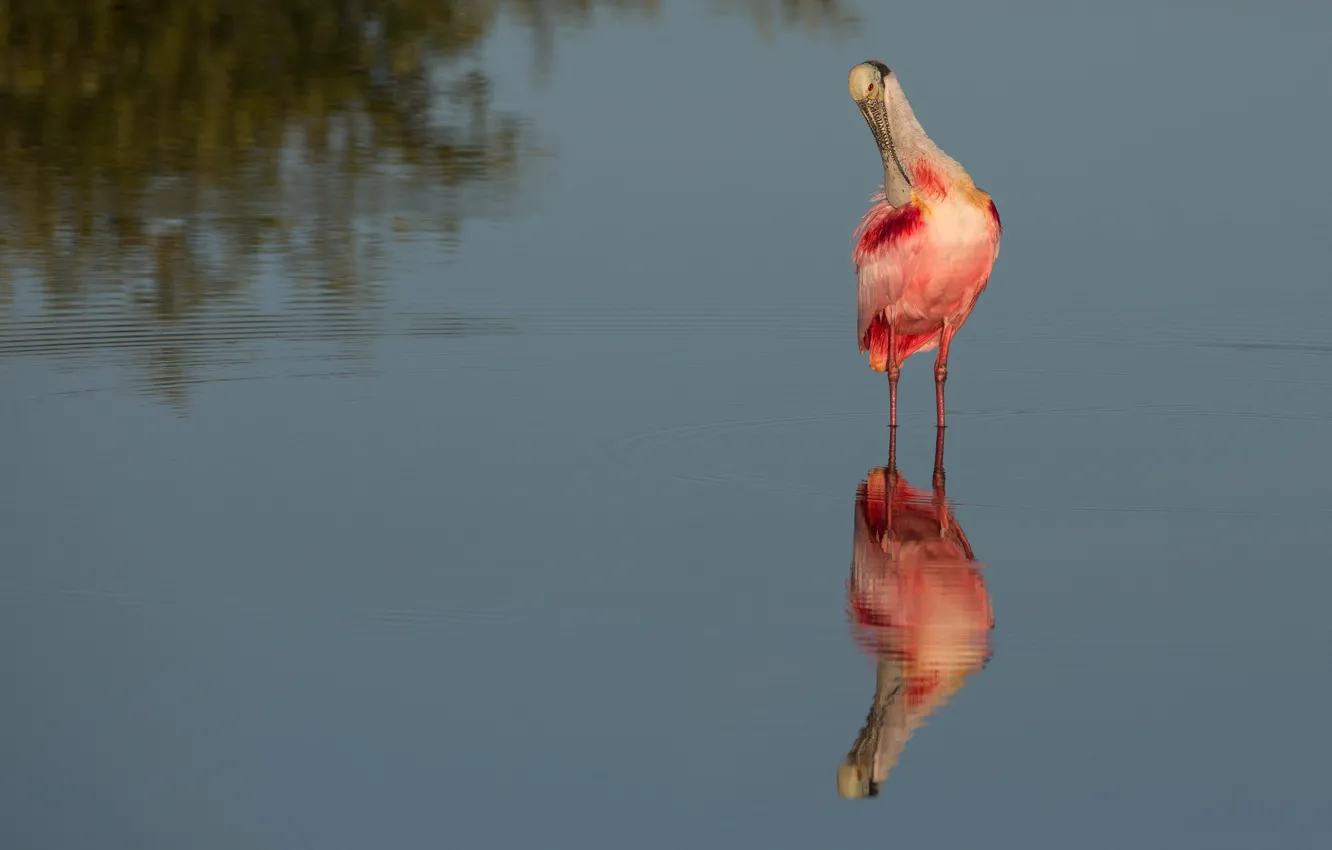Фото обои вода, отражение, птица, водоем, розовая колпица