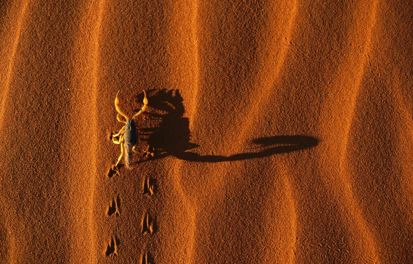 Фото обои Песок, Следы, Тень, Скорпион