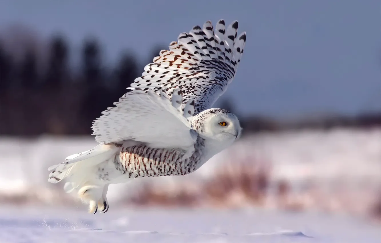 Фото обои зима, снег, полет, сова, взлет, полярная сова, белая сова