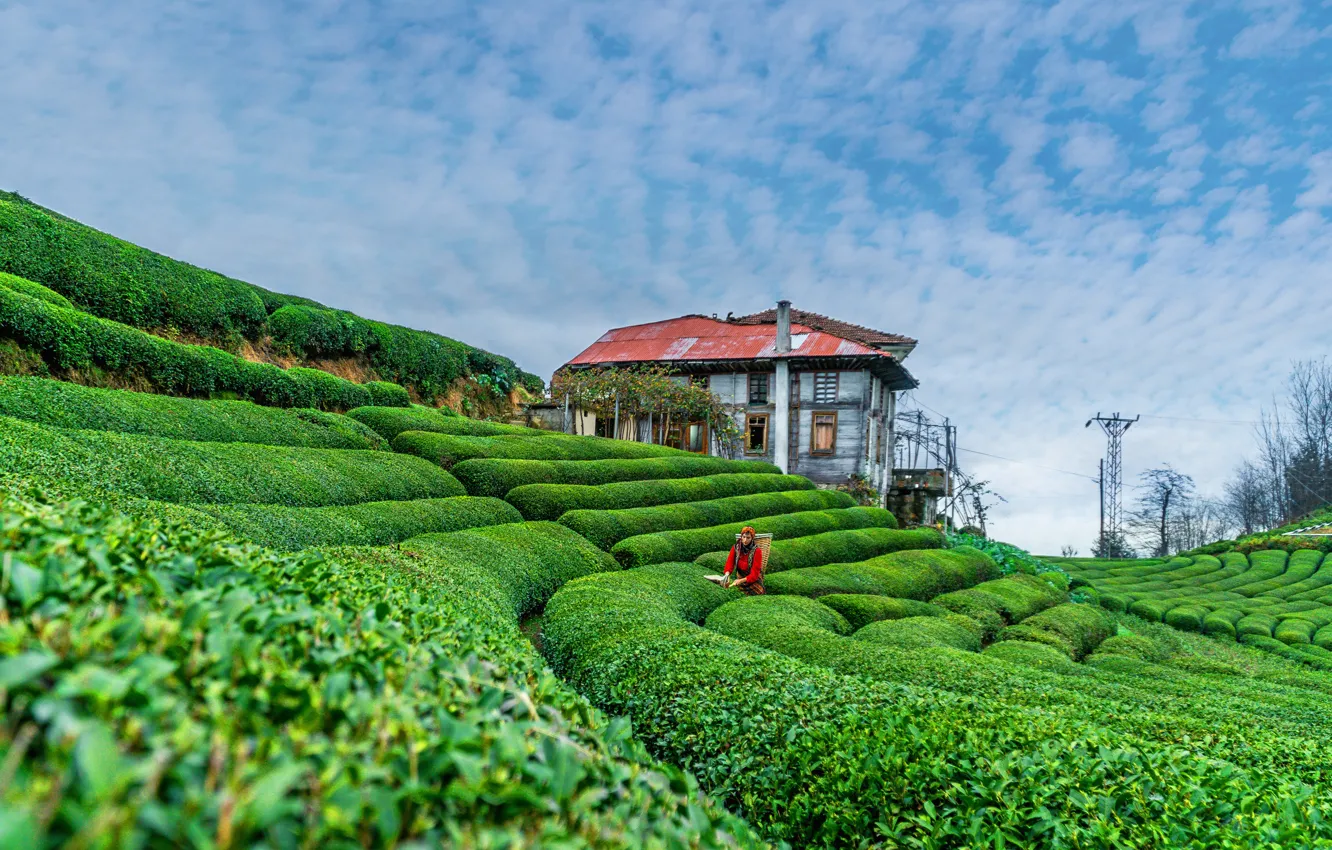 Фото обои green, house, woman, tea, tea garden