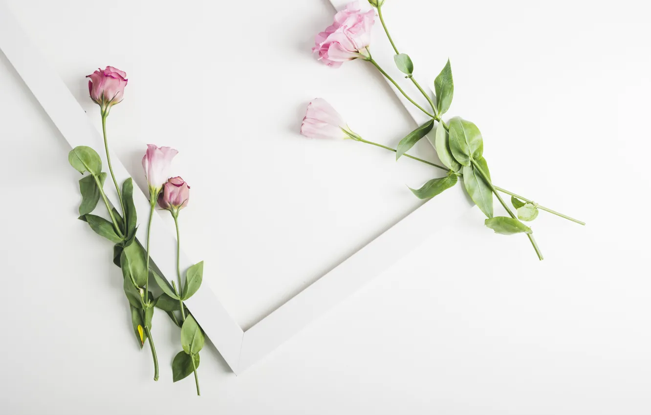 Фото обои белый, цветы, фон, Pink, рамка, flowers, декор, эустома