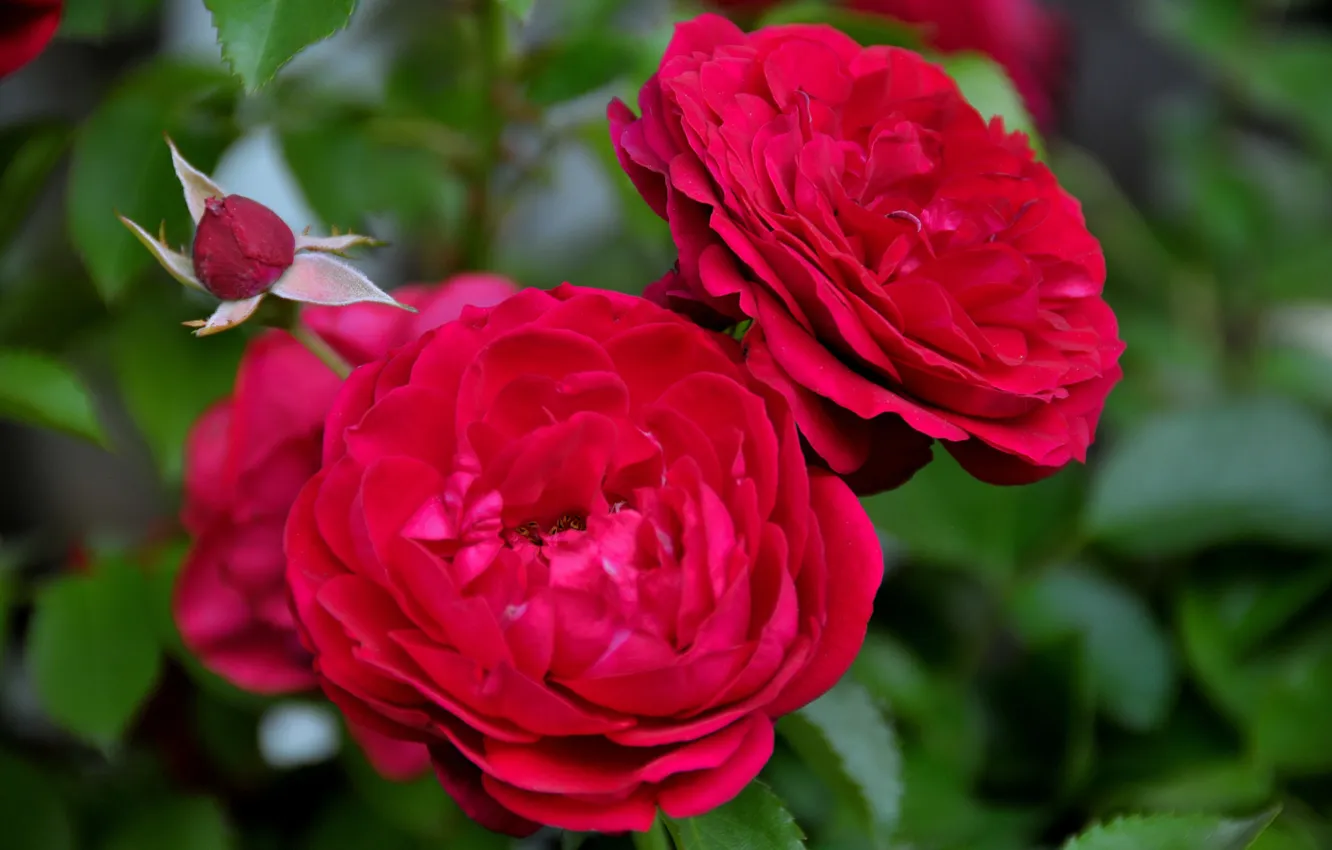 Фото обои цветы, бутоны, цветение, красные розы