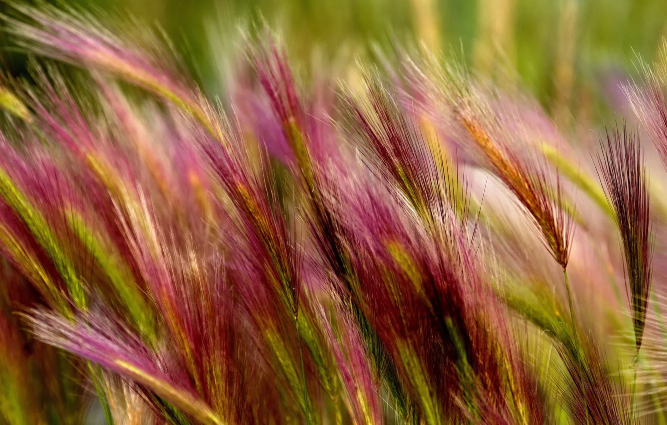 Фото обои трава, Макро, колоски, ковыль