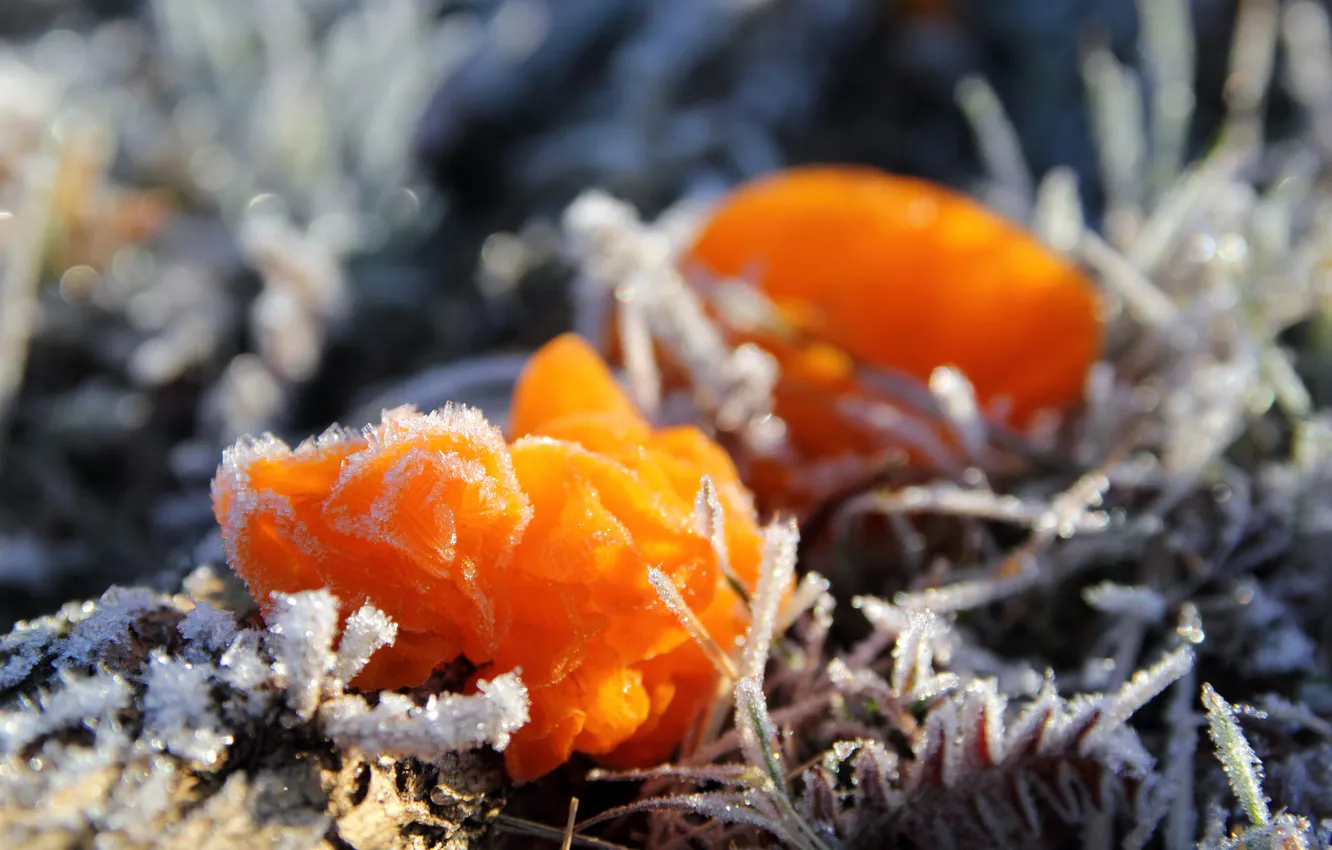Фото обои холод, иней, природа, гриб, кристаллы, Fungi, Фунги