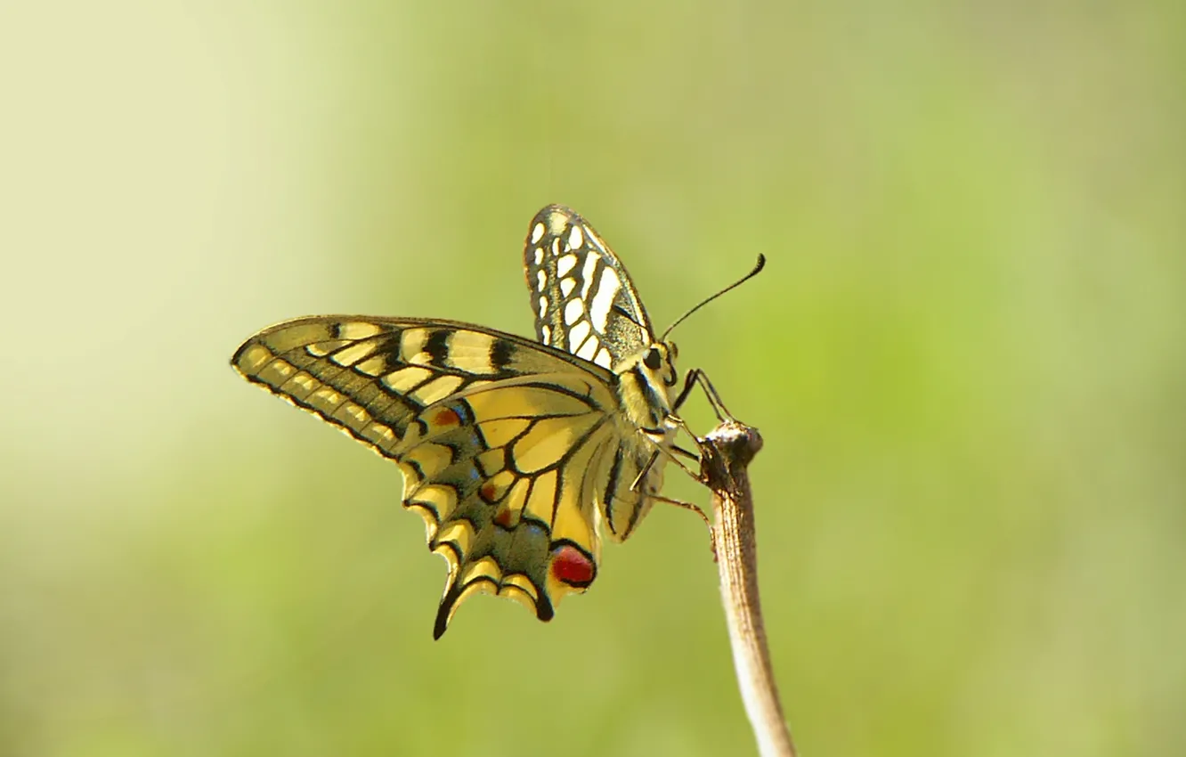 Фото обои глаза, бабочка, ветка, усики, eyes, butterfly, branch, antennae