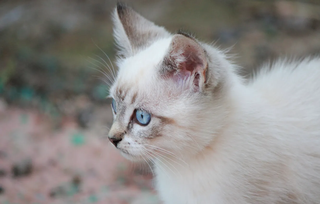 Фото обои city, love, sky, landscape, blue, eyes, cat, dog