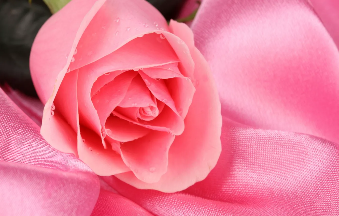 Фото обои цветок, капли, роса, розовый, роза
