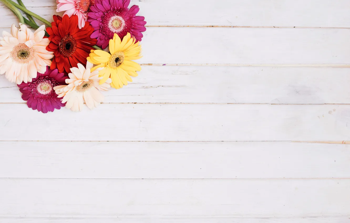 Фото обои цветы, фон, colorful, розовые, герберы, wood, pink, flowers