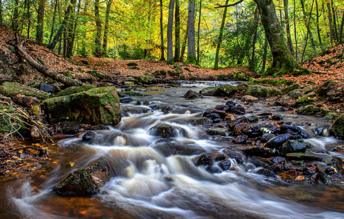 Фото обои осень, лес, камни, речка