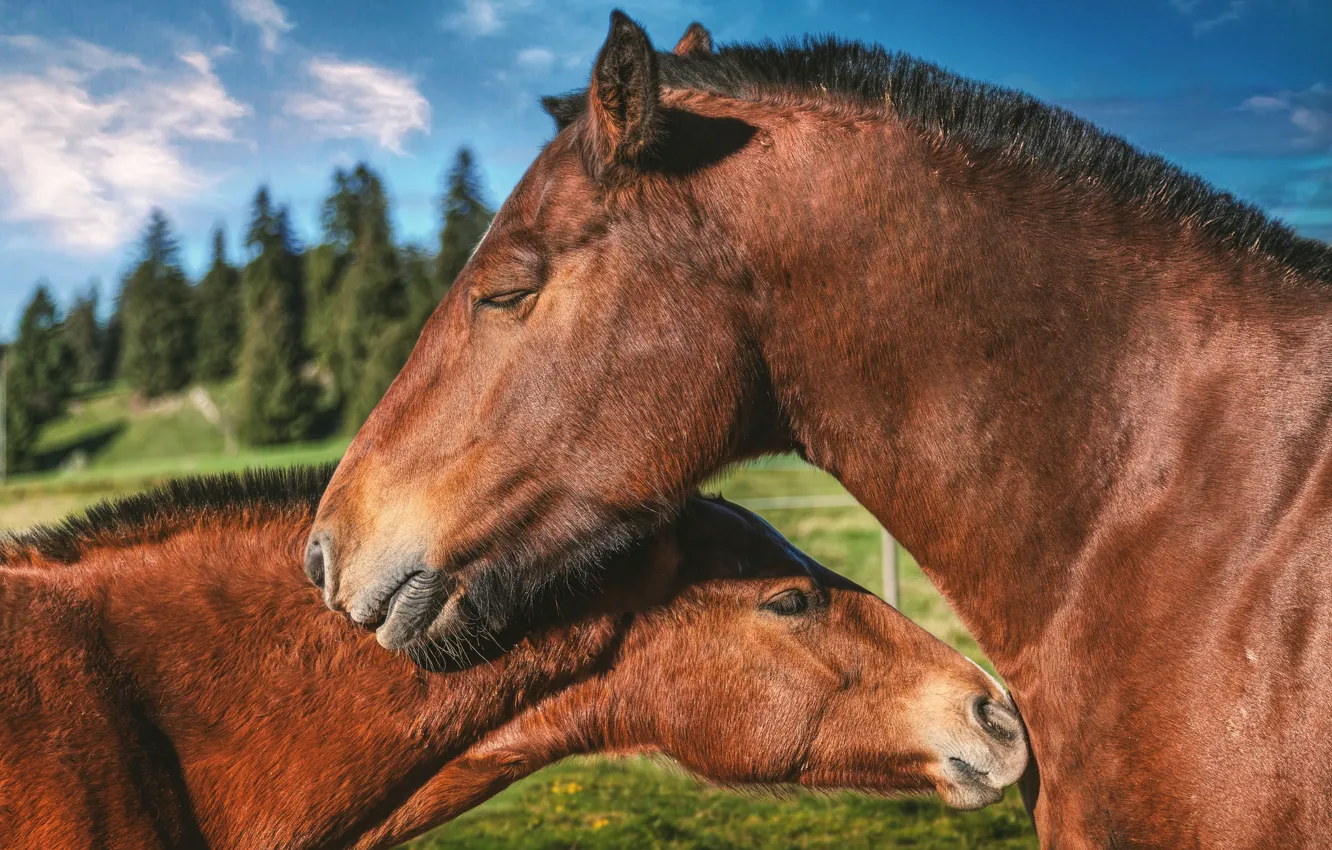 Фото обои любовь, кони, лошади, пара
