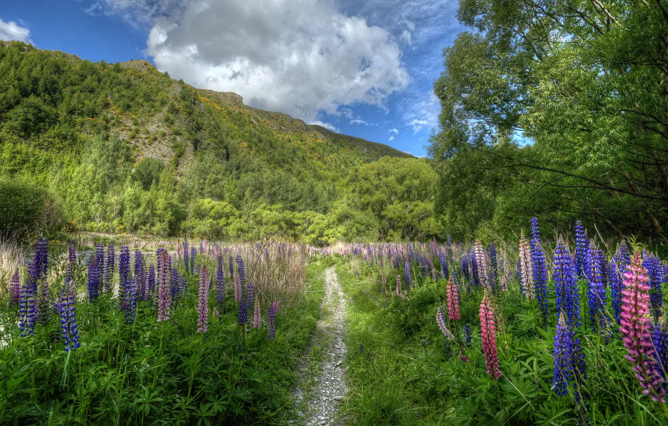 Фото обои цветы, гора, Новая Зеландия, тропинка, New Zealand, люпины