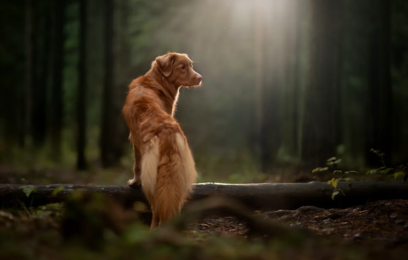 Фото обои лес, лучи, собака, бревно, Новошотландский ретривер