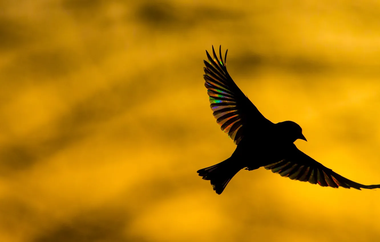 Фото обои птица, крылья, силуэт, обыкновенная зеленушка