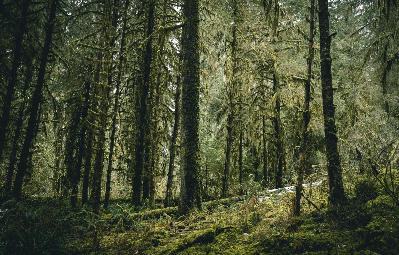 Фото обои лес, деревья, природа, США, Olympic Peninsula
