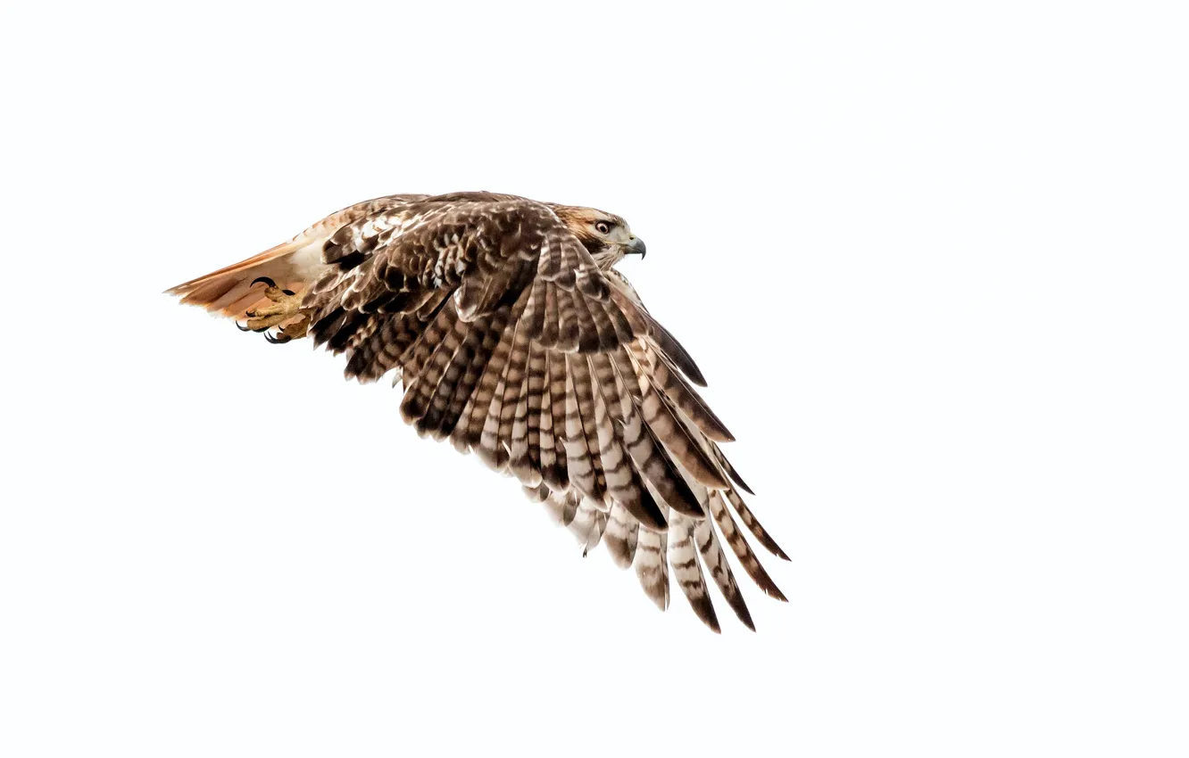 Фото обои крылья, Краснохвостый сарыч, Red Tailed Hawk
