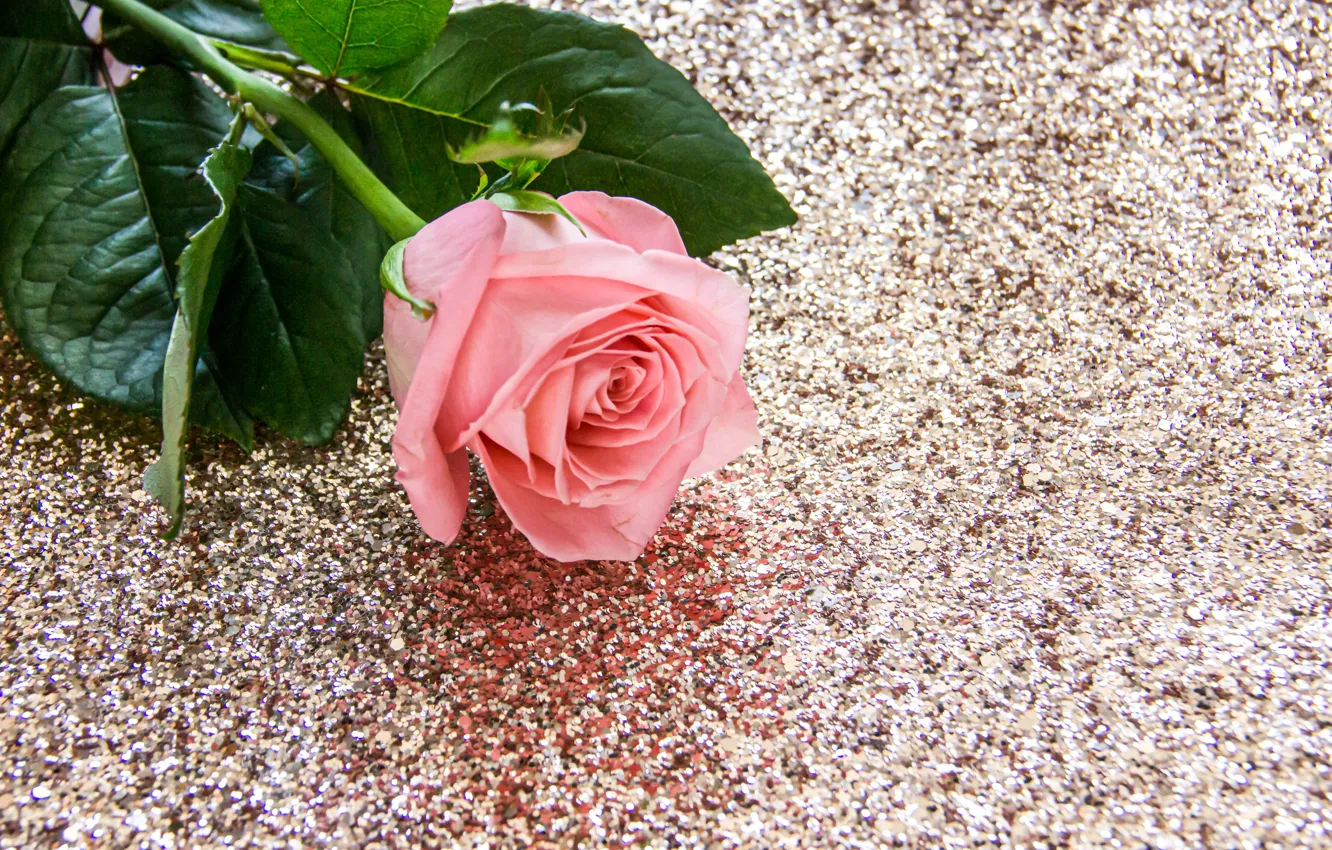 Фото обои стол, розовая, роза