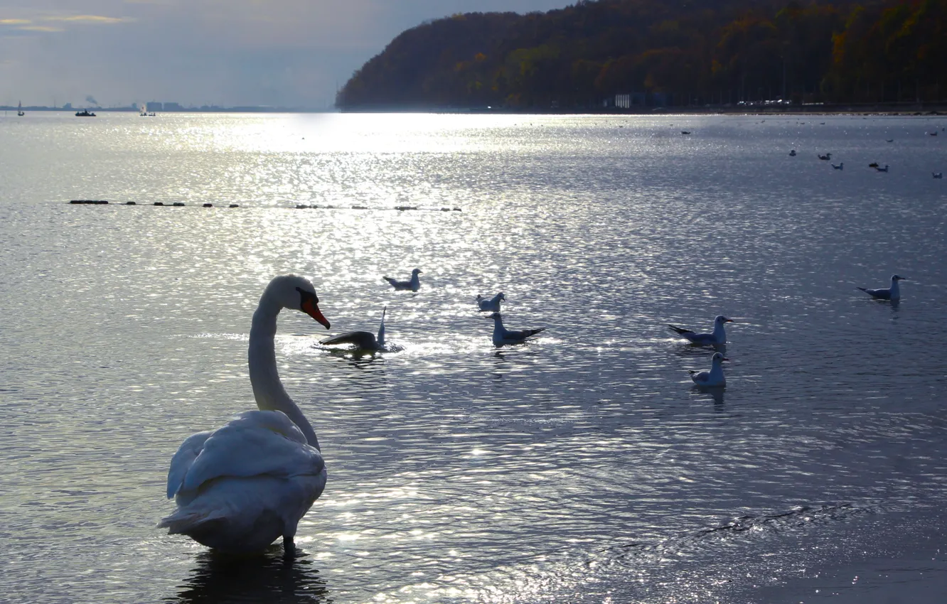 Фото обои white, swan, sea, ocean, beatch