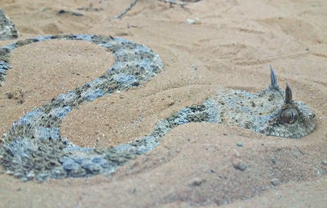 Фото обои snake, sand, reptile
