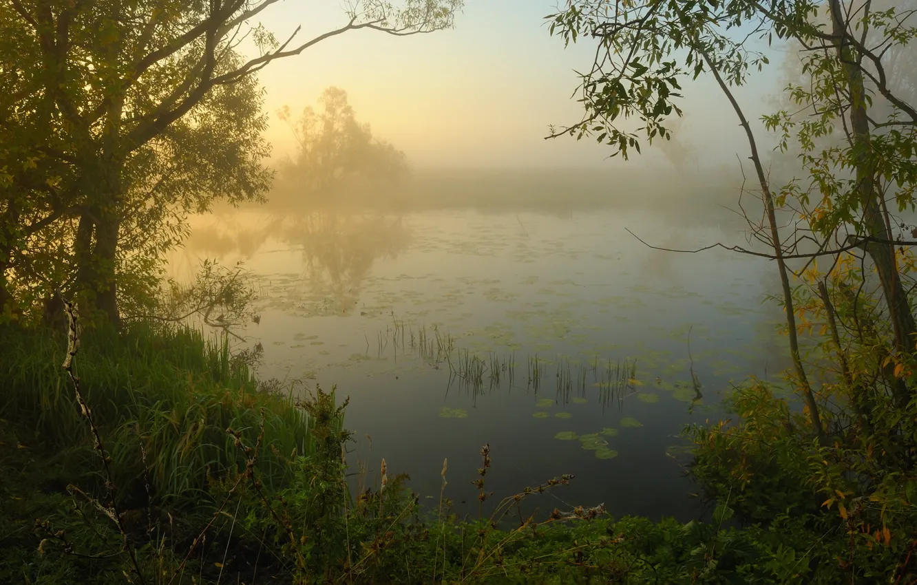 Фото обои природа, туман, река, утро