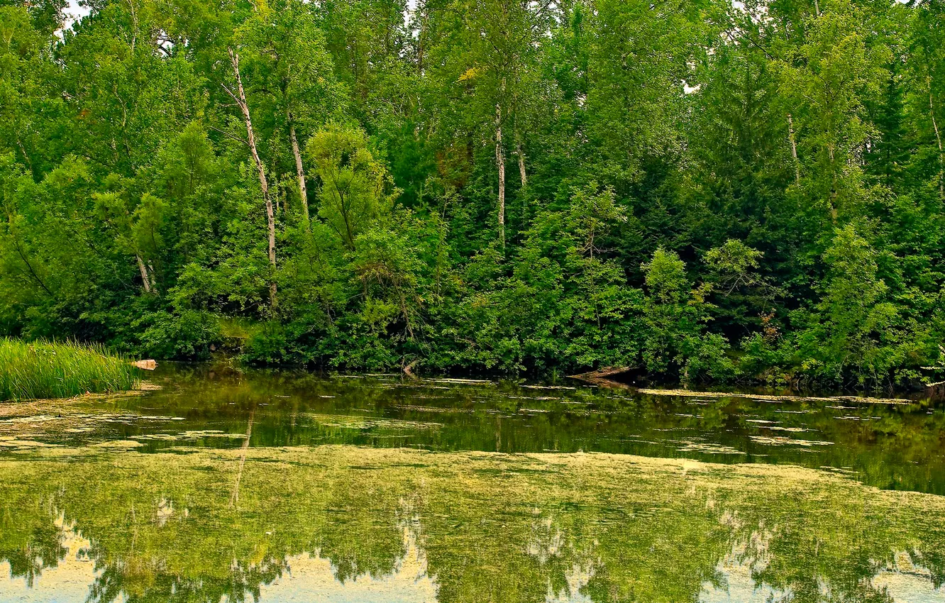 Фото обои лес, деревья, пруд, отражение