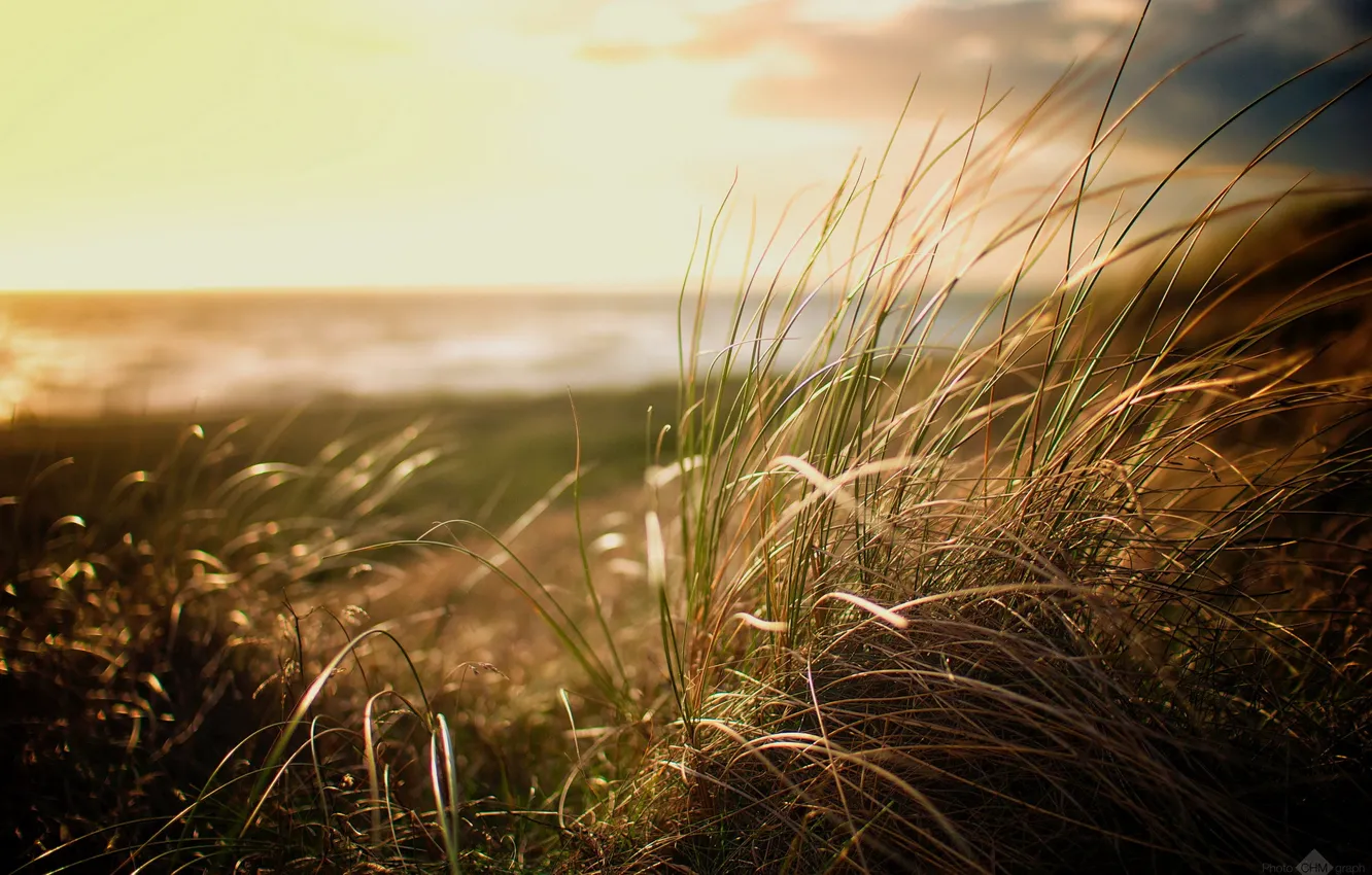 Фото обои Grass, Beach, nature