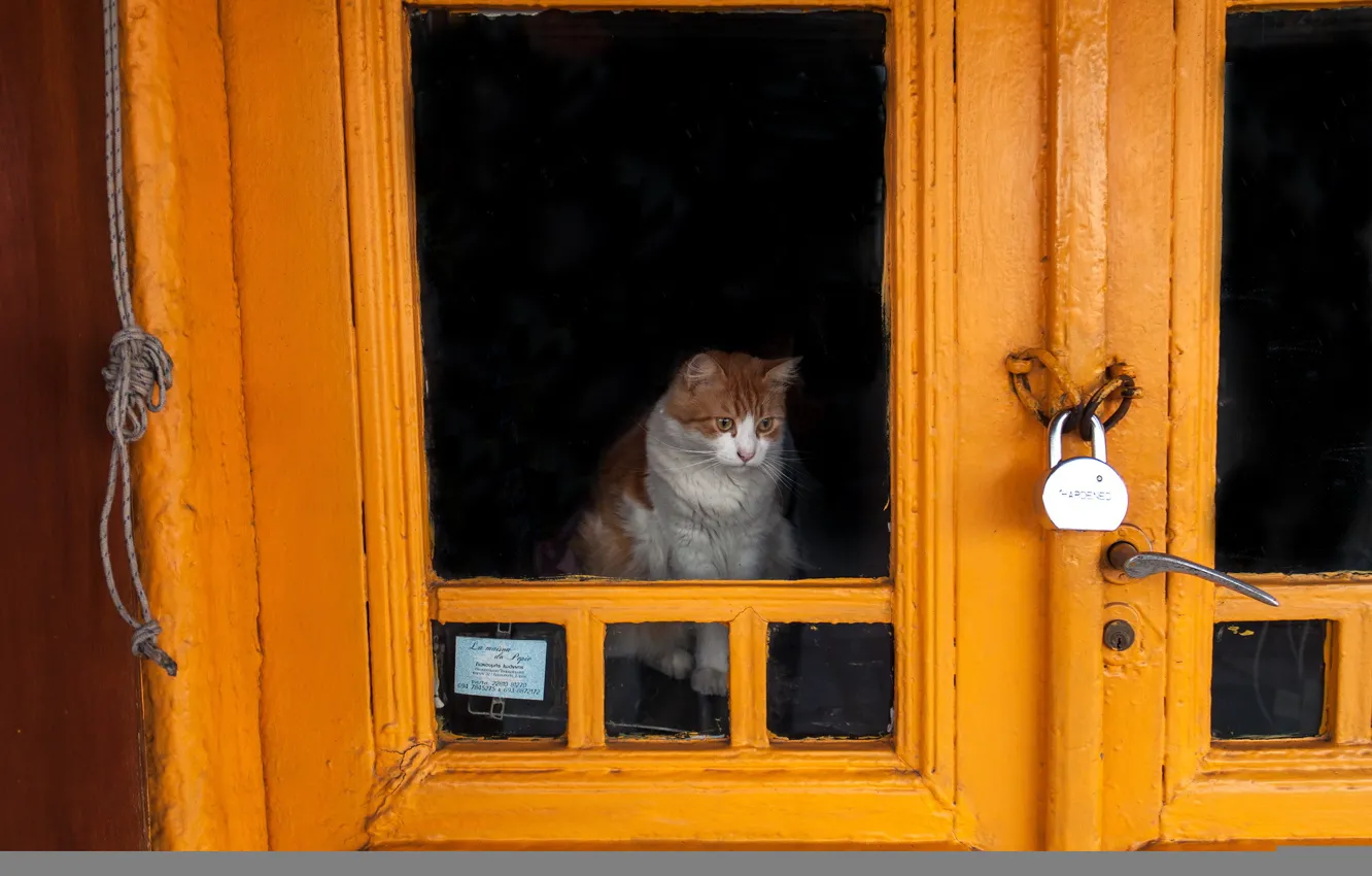 Фото обои кошка, замок, дверь