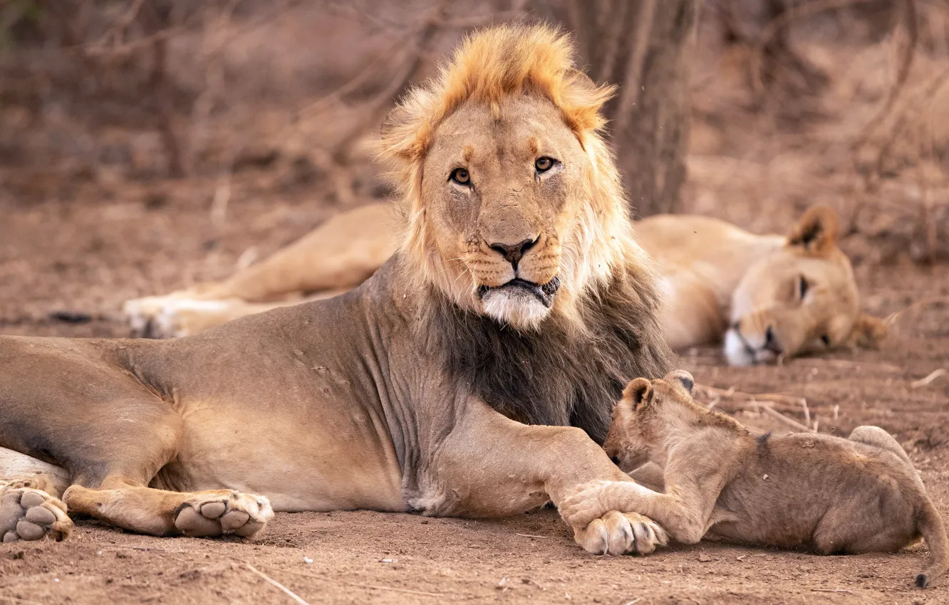 Фото обои морда, поза, лев, малыш, семья, прическа, лежит, львы