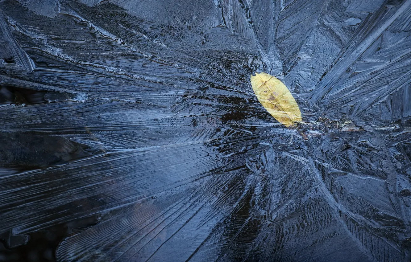 Фото обои природа, лист, лёд