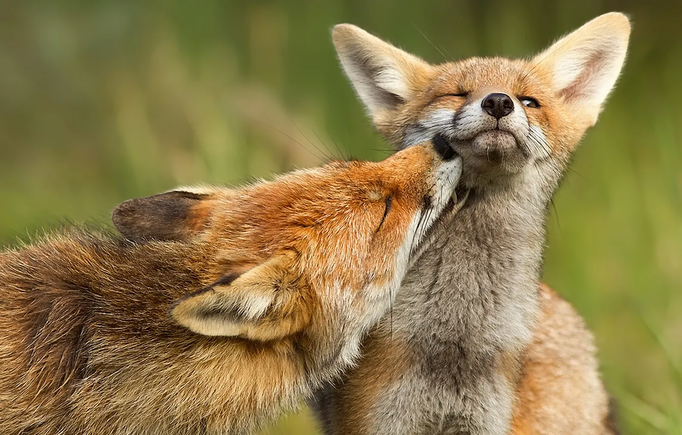 Фото обои хищник, лиса, fox
