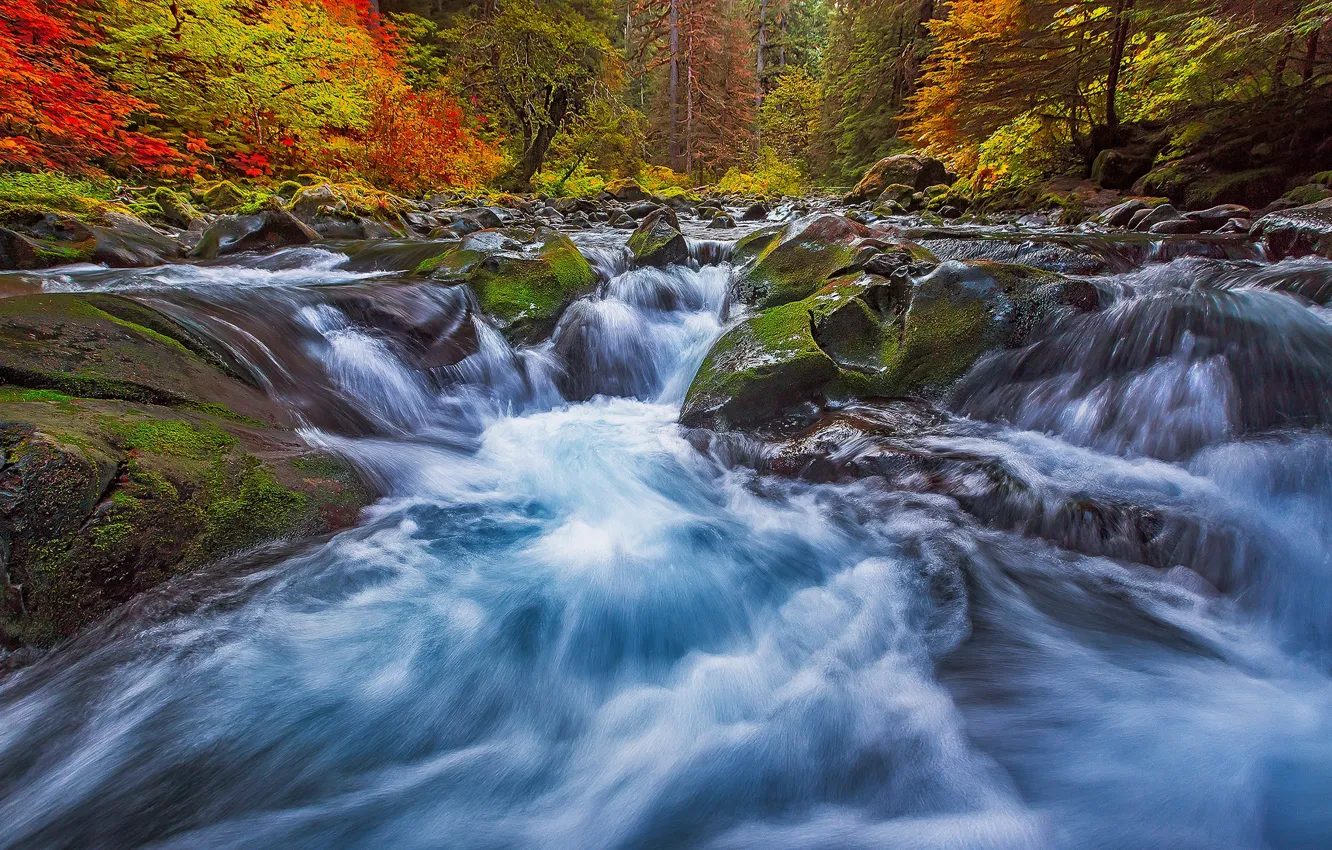 Фото обои осень, деревья, река, камни, поток, США, штат Вашингтон, Скамейния