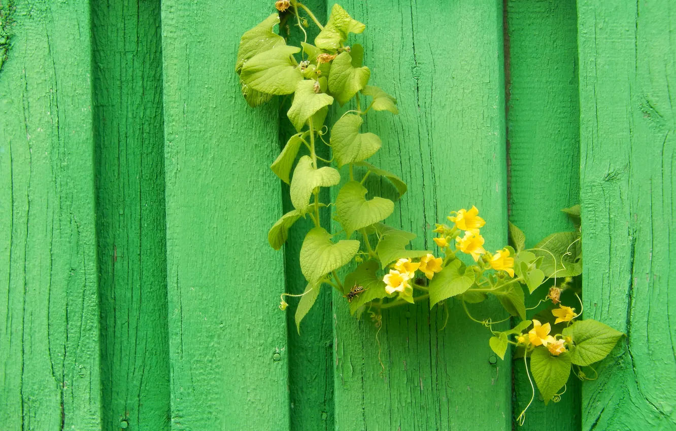 Фото обои widescreen, обои, забор, растение, оса, wallpaper, широкоформатные, background