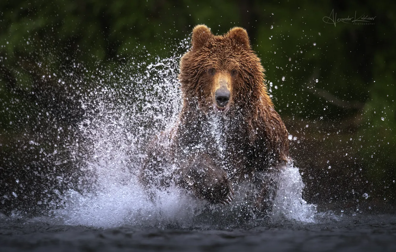 Фото обои вода, всплеск, медведь, Камчатка, Александр Кукринов