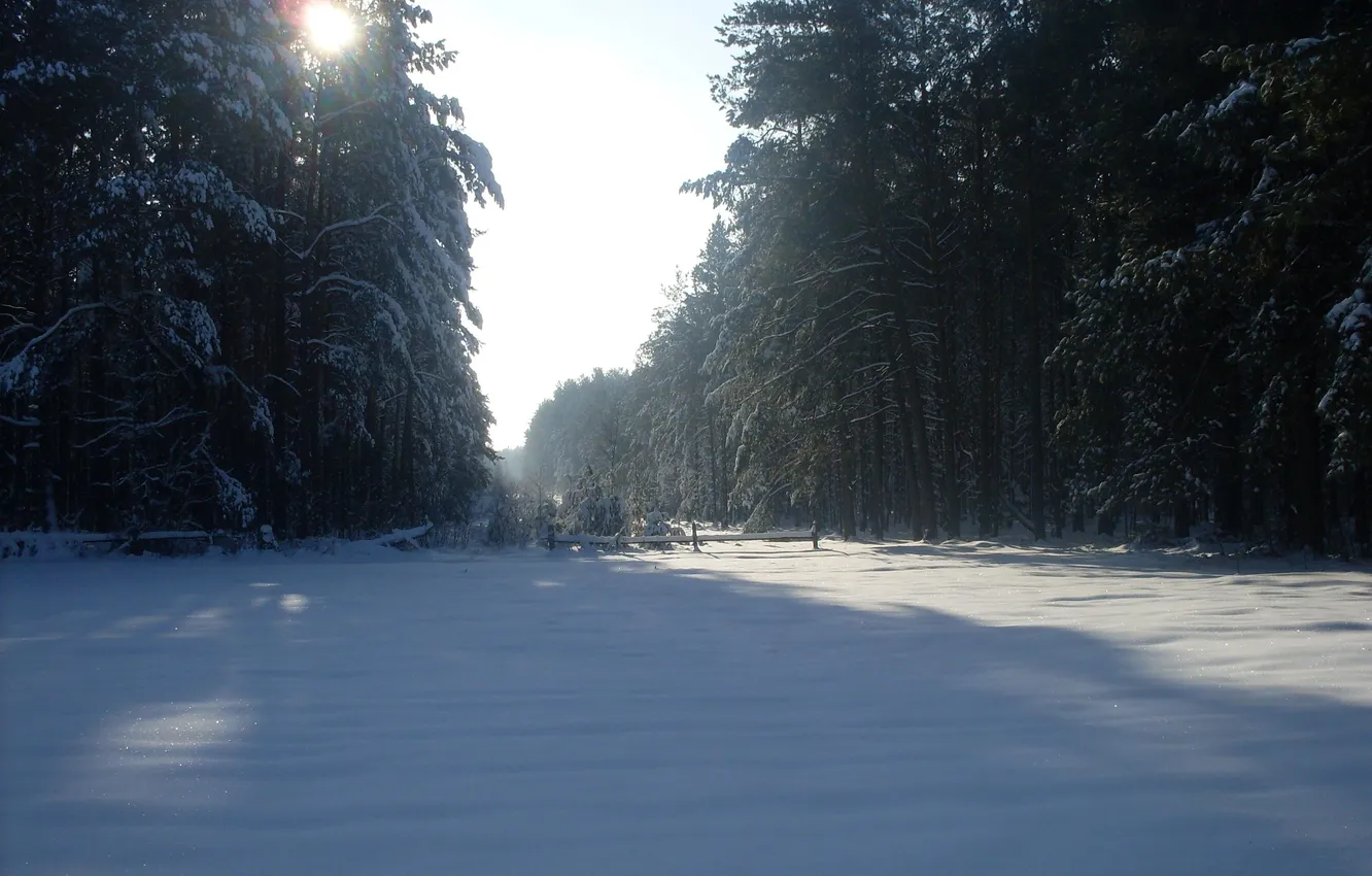 Фото обои лес, солнце, снег