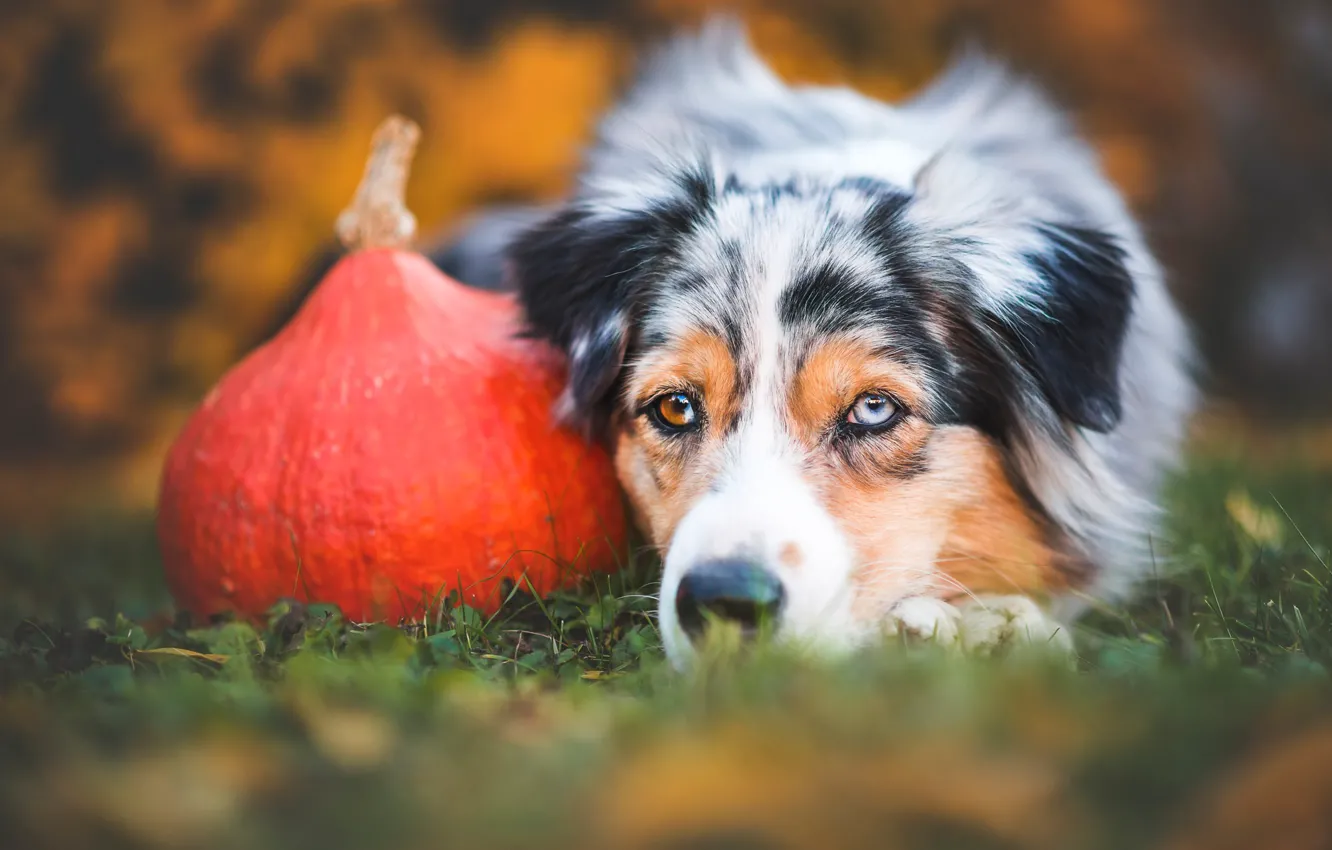 Фото обои грусть, осень, трава, взгляд, морда, природа, портрет, собака