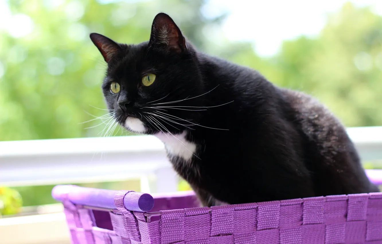 Фото обои кошка, кот, черный