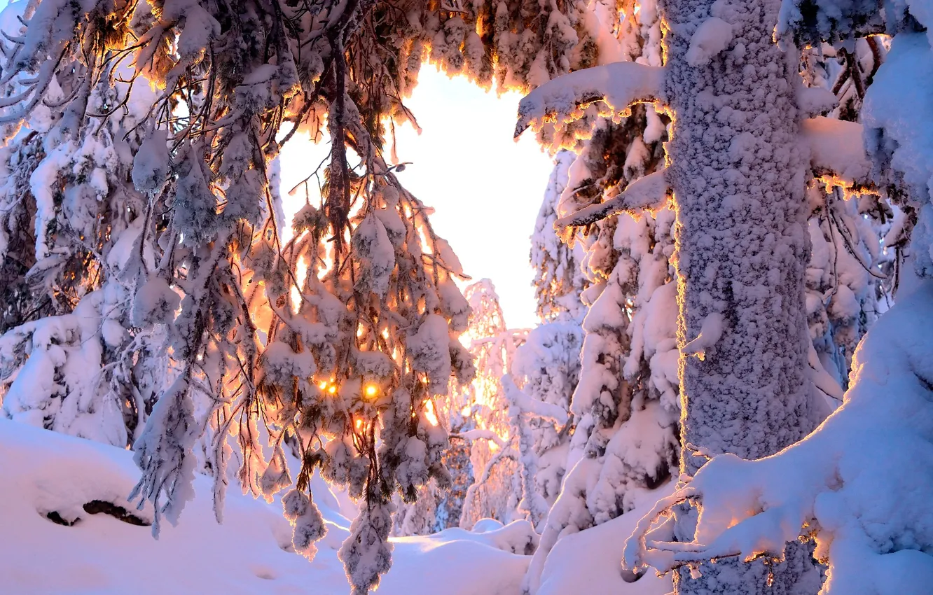 Фото обои зима, лес, солнце, снег, деревья, сугробы