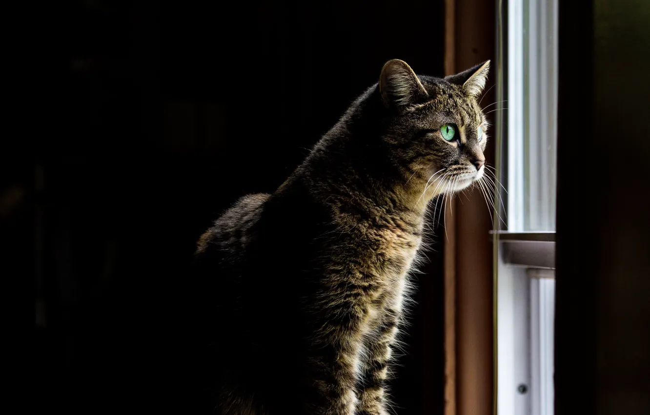 Смотреть кошка