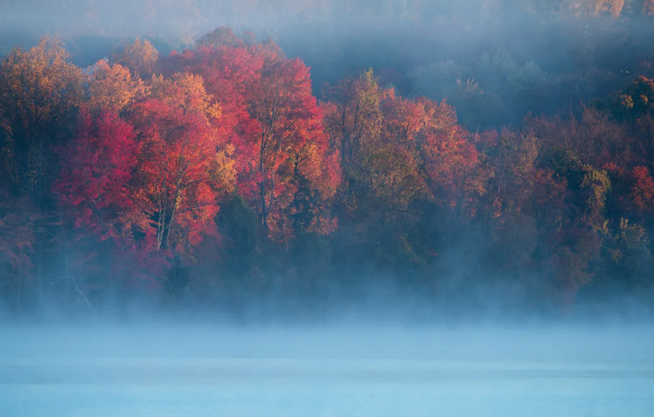 Фото обои деревья, природа, туман, река, утро